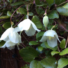 Evergreen Clematis cirrhosa Wisley Cream Robust hardy plant 9cm pot