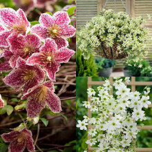 Pack of 3 Evergreen Clematis Collection Evergreen Hardy Climber in pot