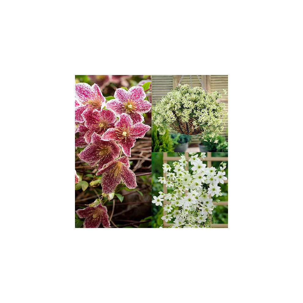 Pack of 3 Evergreen Clematis Collection Evergreen Hardy Climber in pot