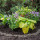 Growing Success Organic Slug Stop Pellet Barrier Pouch 2.25kg 5