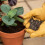 Growing Success Organic Slug Stop Pellet Barrier Pouch 2.25kg 2
