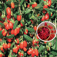 3 x Goji Berry Sweet Lifeberry Live Fruit Antioxidant Plant 9cm Pots