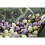 Korres KORRES Olive & Pomegranate Shower Gel 250 ml 2