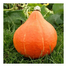 Unwins Grow Your Own Vegetables Sweet Squash Pumpkin Potimarron Seeds