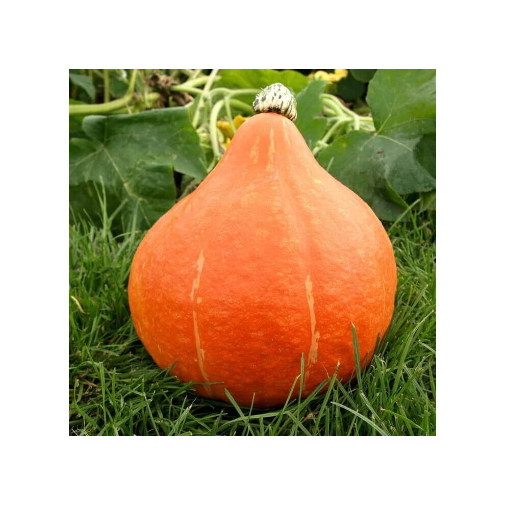 Unwins Grow Your Own Vegetables Sweet Squash Pumpkin Potimarron Seeds Dark/Yellow