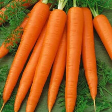 Unwins Grow Your Own Vegetables Versatile Carrot Sweet Candle Seeds