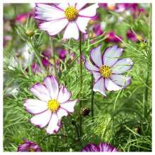 Unwins Grow Your Own Garden Flowers Cosmos Tip Top Picotee Seeds