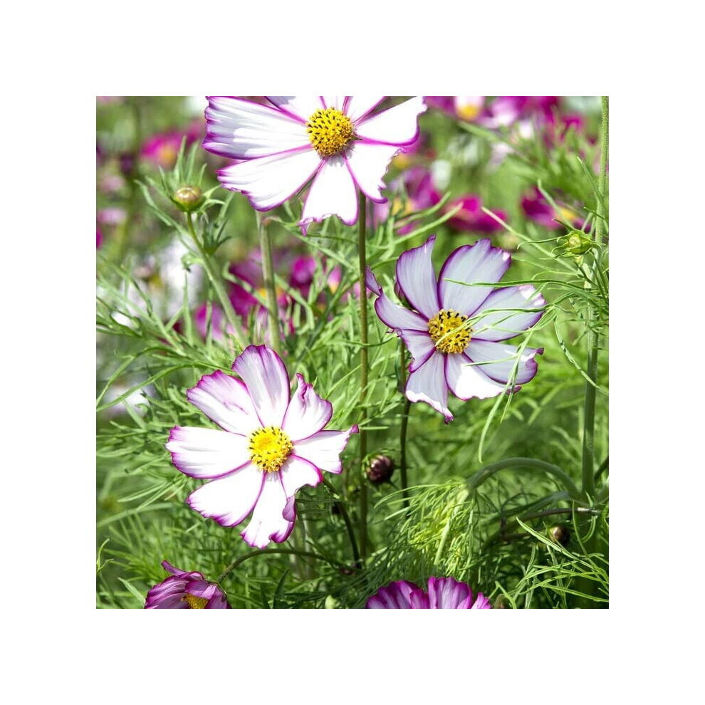 Unwins Grow Your Own Garden Flowers Cosmos Tip Top Picotee Seeds