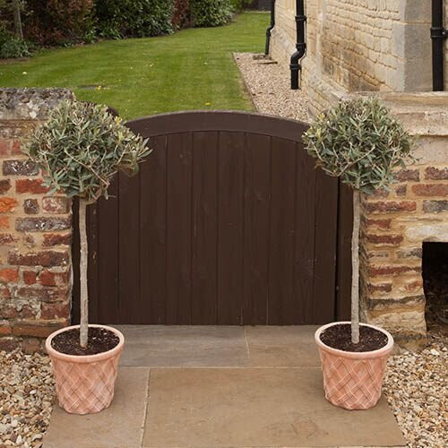 Mediterranean Olive Tree Standard Lollipop Form 80-100cm tall 1