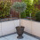 Mediterranean Olive Tree Standard Lollipop Form 80-100cm tall 3