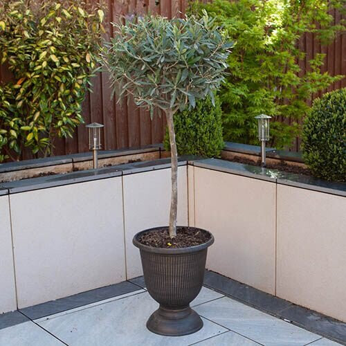 Mediterranean Olive Tree Standard Lollipop Form 80-100cm tall 2