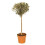 Mediterranean Olive Tree Standard Lollipop Form 80-100cm tall 4