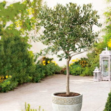 Mediterranean Olive Tree Standard Lollipop Form 80-100cm tall
