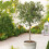 Mediterranean Olive Tree Standard Lollipop Form 80-100cm tall 1