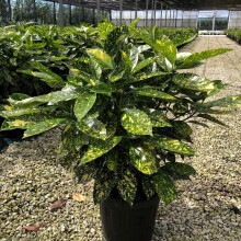 Large Bushy Evergreen Plant Aucuba japonica Variegated Spotted Laurel