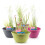 (Fuchsia) Moerings Patio Pond Kit including 3 Aquatic Plants 1