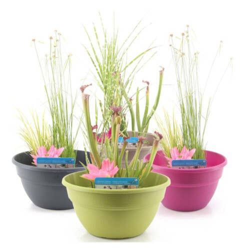 (Fuchsia) Moerings Patio Pond Kit including 3 Aquatic Plants