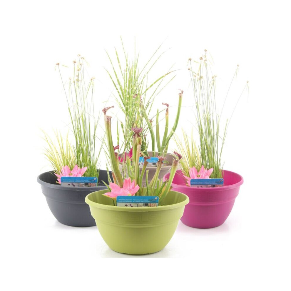 (Fuchsia) Moerings Patio Pond Kit including 3 Aquatic Plants
