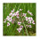 Moerings Waterplants Complete Pond Kit for Butomus 2