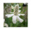 Moerings Waterplants Complete Pond Kit for Anemopsis 2