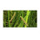 Moerings Waterplants Complete Pond Kit for Acorus 3
