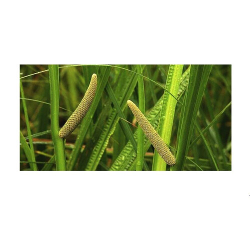 Moerings Waterplants Complete Pond Kit for Acorus 2