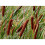 Moerings Waterplants Complete Pond Kit for Typha 3
