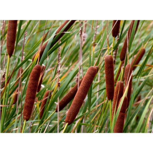 Moerings Waterplants Complete Pond Kit for Typha 2