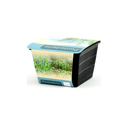 Moerings Waterplants Complete Pond Kit for Pontederia 1