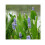 Moerings Waterplants Complete Pond Kit for Pontederia 3