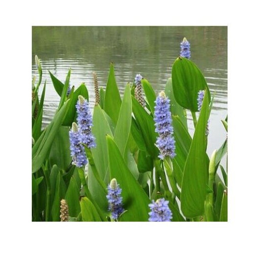 Moerings Waterplants Complete Pond Kit for Pontederia 2