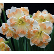 1 LITRE POTTED CUM LAUDE SPLIT-CORONA (BUTTERFLY) DAFFODIL/NARCISSI BULBS