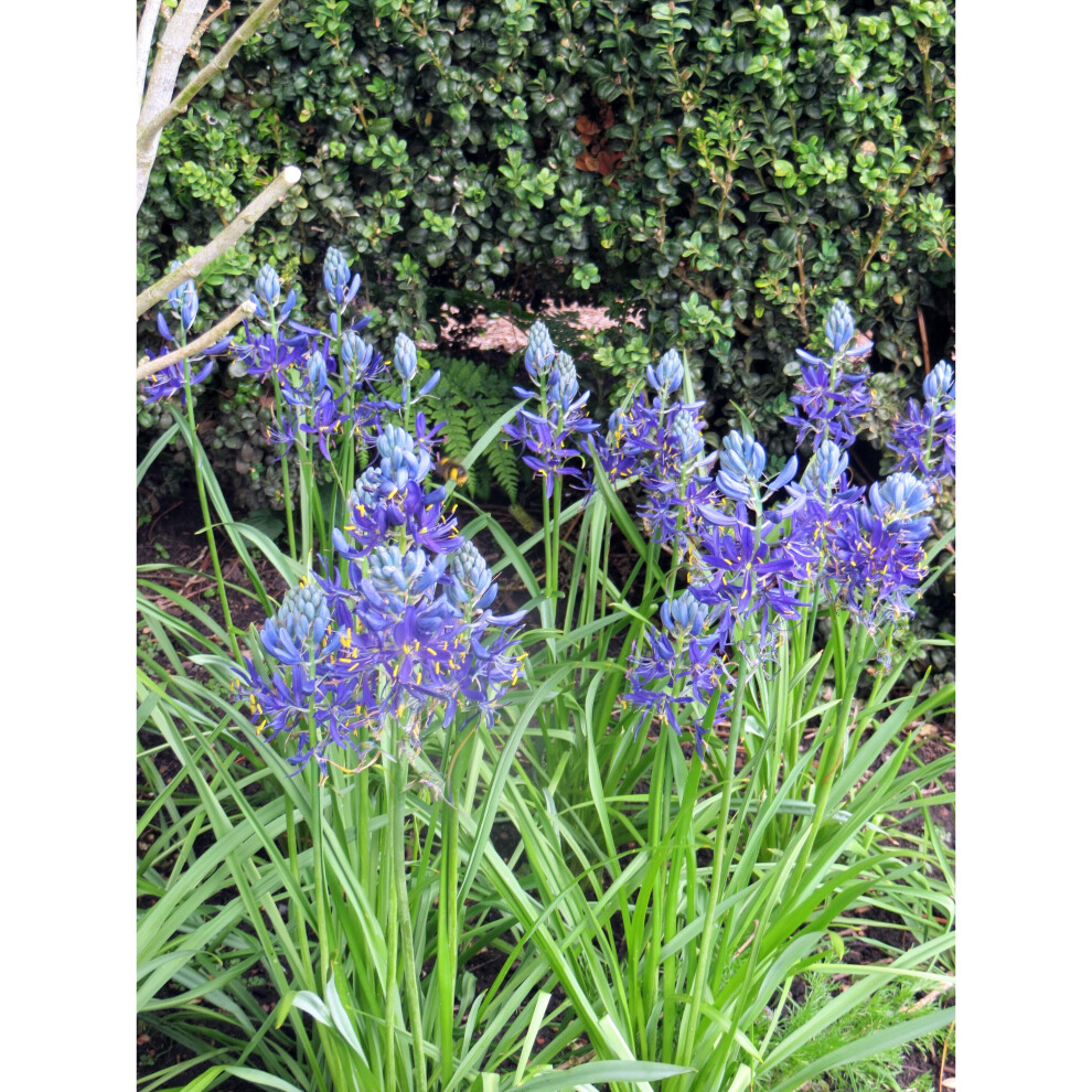 1 LITRE POTTED  CAMASSIA QUAMASH BULBS (ESCULENTA) BLUE GARDEN SUMMER PERENNIAL