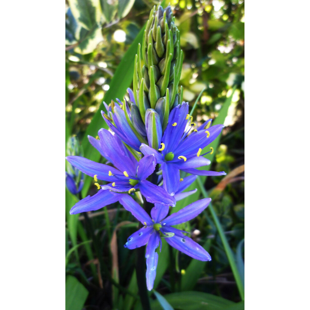 1 LITRE POTTED CAMASSIA LEICHTLINII (BLUE DANUBE) BULBS GARDEN SUMMER PERENNIAL
