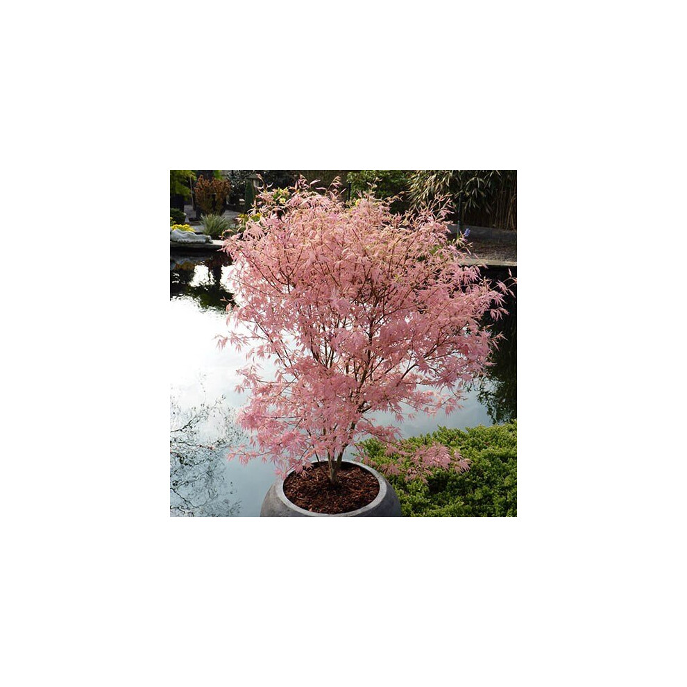 Japanese Maple Acer Bush Tree Palmatum Taylor Plant 3L Pot Salmon Pink