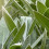 Weleda WELEDA Sage balsam gum 2