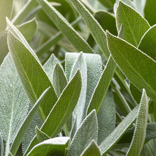 Weleda WELEDA Sage balsam gum 1