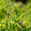 Weleda WELEDA Sage balsam gum 3