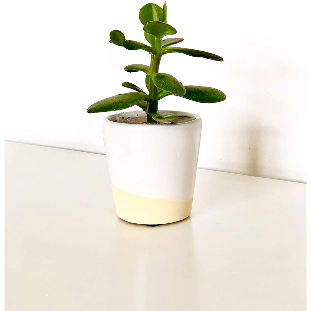White Dip Glaze Mini Planter