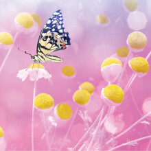 Butterfly Flowers Blank Any Occasion Greeting Card Second Nature Gallery Cards