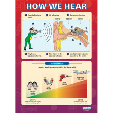 How We Hear | Science Posters | Laminated Gloss Paper measuring 850mm x 594mm (A1) | Science Charts for the Classroom | Education Charts by Daydream