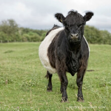 Belted Galloway Cow Greeting Card with sound