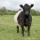 Belted Galloway Cow Greeting Card with sound 1