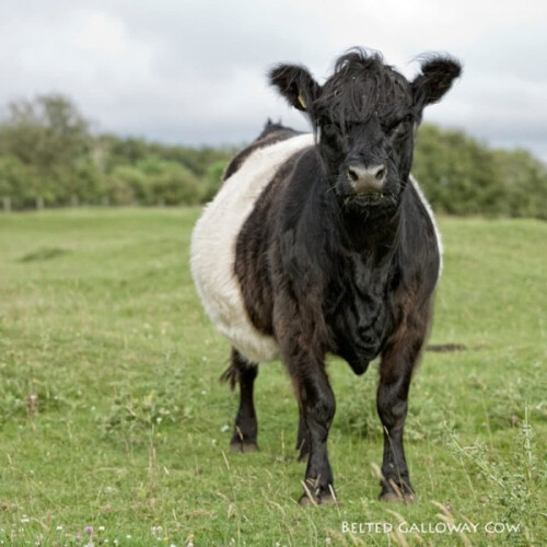 Belted Galloway Cow Greeting Card with sound