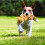 KONG KONG Scrunch Knots Squirrel Dog Toy, Small/Medium 2