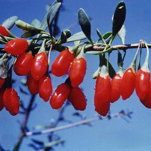 Antioxidant Fruit Goji Berry Sweet Lifeberry Live Plant 2L Pot