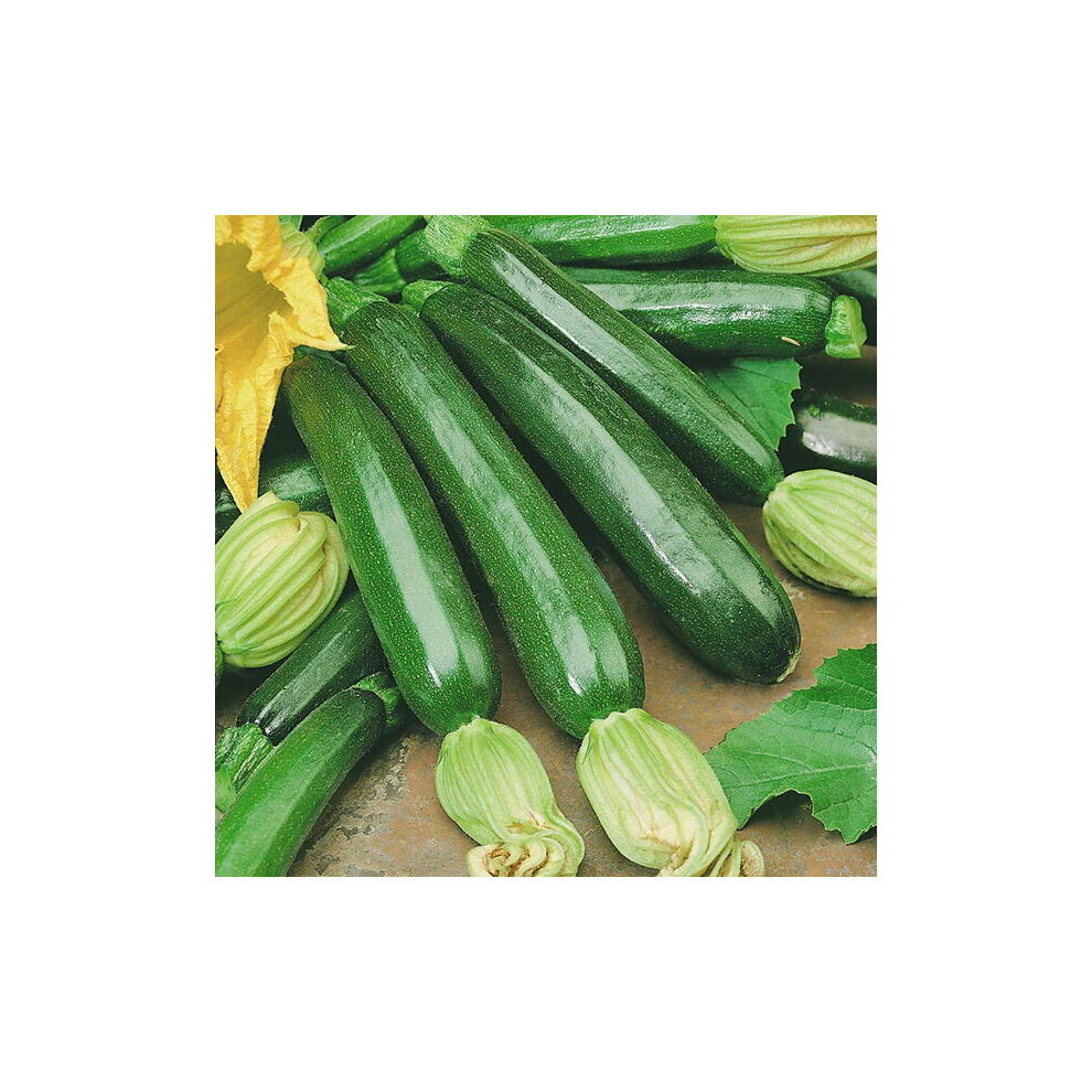 Unwins Grow Your Own Vegetables Courgette 'Firenze' F1 Hybrid Seeds