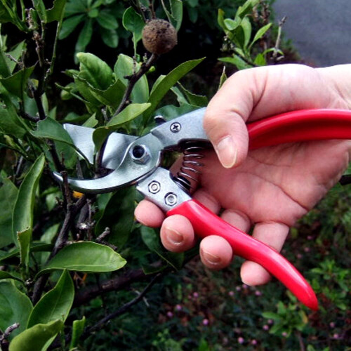 ARS ARS-VS-8XZ 8-inch Secateurs with Single Hand Locking Secateurs with Single Hand Locking 2