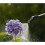 Gardena Ψεκαστήρας πίεσης Gardena EasyPump 5 L, τυρκουάζ, μαύρο, γκρι, πορτοκαλί, ασημί, μεταλλικό 6