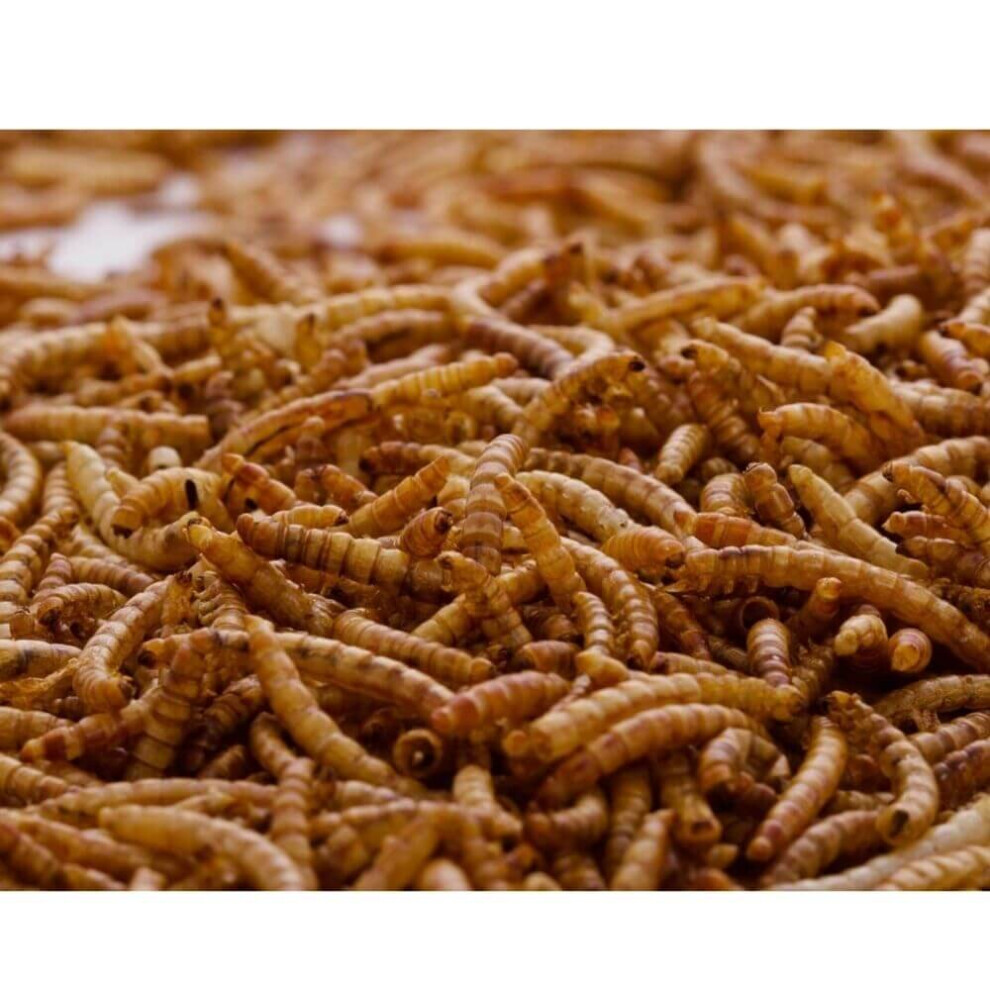 (1kg) Hutton Mill Mealworms Wild Bird Food